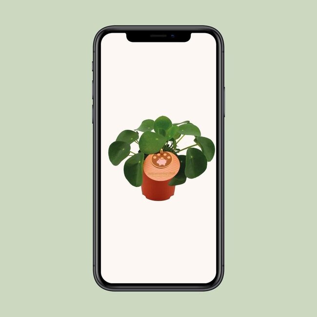 Pilea Peperomioides Zimmerpflanze 15 cm Topfmaß 10.5 cm