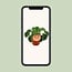 Pilea Peperomioides Zimmerpflanze 15 cm Topfmaß 10.5 cm