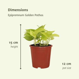 Koning Bamboe Epipremnum Golden Pothos (Scindapsus) plantenset 4 stuks 15 cm