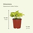 Epipremnum Golden Pothos (Scindapsus) plantenset 4 stuks 15 cm potmaat 12 cm