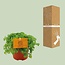 Pilea Depressa kamerplant 15 cm potmaat 10.5 cm