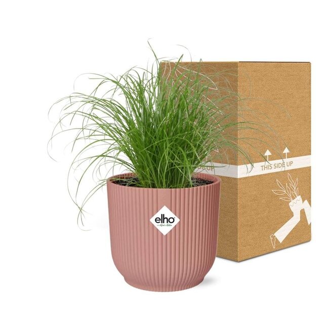 Cyperus Alternifolius Zumula in ELHO Vibes Fold roze kamerplant 28 cm potmaat 12 cm