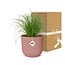 Cyperus Alternifolius Zumula in ELHO Vibes Fold pink houseplant 28 cm pot size 12 cm