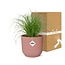 Cyperus Alternifolius Zumula in ELHO Vibes Fold Zimmerpflanze 28 cm Topfmaß 12 cm