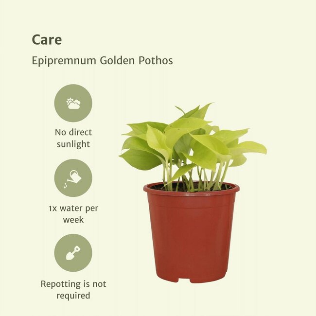 Epipremnum Golden Pothos (Scindapsus) plantenset 4 stuks 15 cm potmaat 12 cm