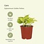 Epipremnum Golden Pothos (Scindapsus) Pflanzenset 4 Stück 15 cm Topfmaß 12 cm