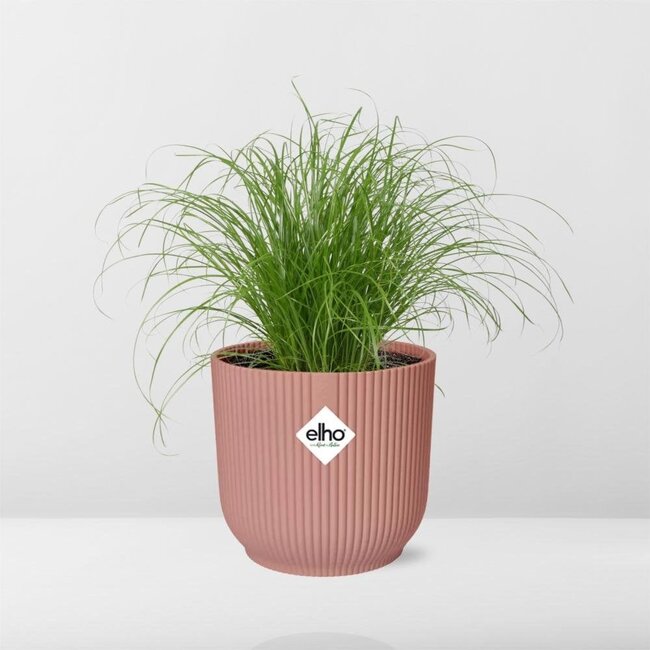 Cyperus Alternifolius Zumula in ELHO Vibes Fold roze kamerplant 28 cm potmaat 12 cm