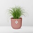 Cyperus Alternifolius Zumula in ELHO Vibes Fold Zimmerpflanze 28 cm Topfmaß 12 cm
