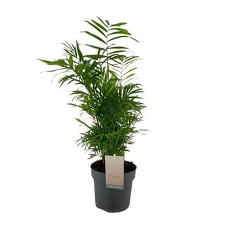 Koning Bamboe Chamaedorea Elegans Zimmerpflanze 50 cm
