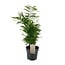 Chamaedorea Elegans kamerplant 50 cm potmaat 17 cm