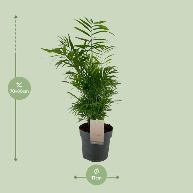 Chamaedorea Elegans Zimmerpflanze 50 cm Topfmaß 17 cm