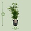 Chamaedorea Elegans houseplant 50 cm pot size 17 cm