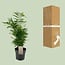 Chamaedorea Elegans houseplant 50 cm pot size 17 cm