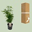 Chamaedorea Elegans kamerplant 50 cm potmaat 17 cm