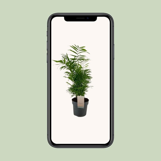 Chamaedorea Elegans houseplant 50 cm pot size 17 cm