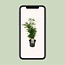 Chamaedorea Elegans kamerplant 50 cm potmaat 17 cm