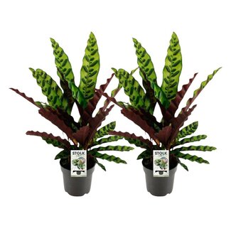 Koning Bamboe Calathea Lancifolia Insignis plant set 2 plants 45 cm