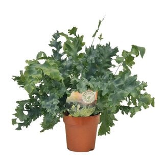 Koning Bamboe Phlebodium Davana Zimmerpflanze 35 cm