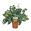 Phlebodium Davana Zimmerpflanze 35 cm Topfmaß 12 cm