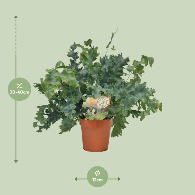 Phlebodium Davana Zimmerpflanze 35 cm Topfmaß 12 cm