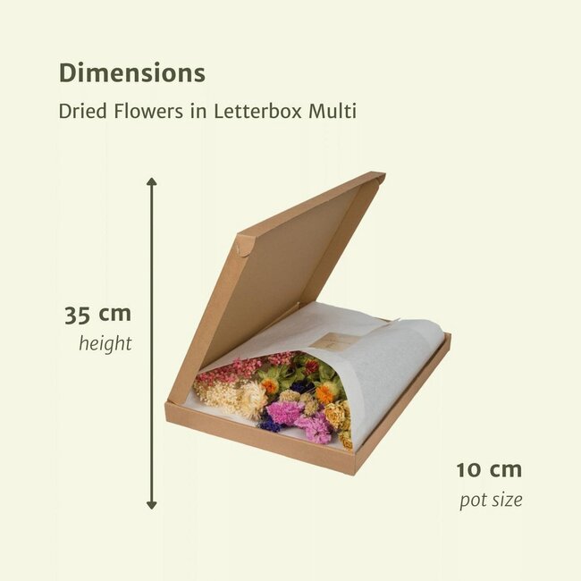 Droogbloemen in brievenbusdoos Multi