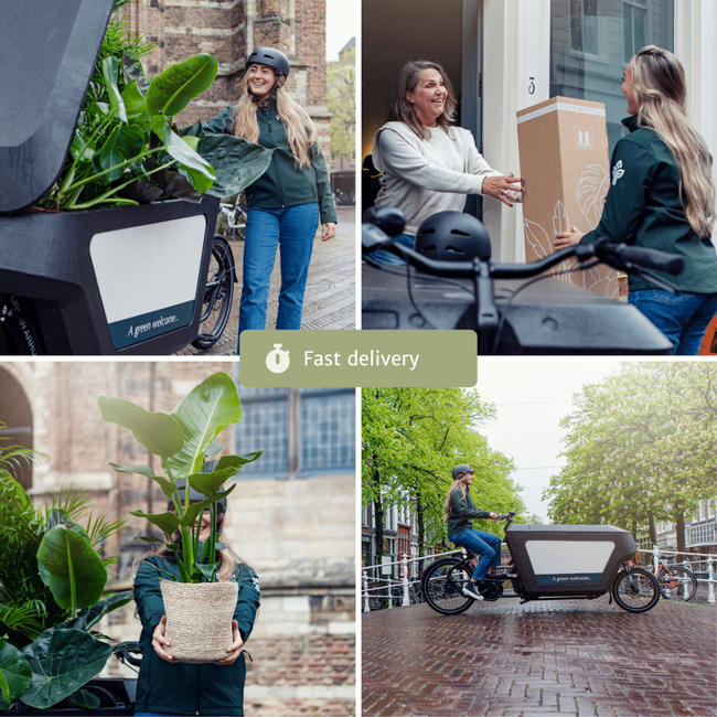 Droogbloemen Veldboeket Multi