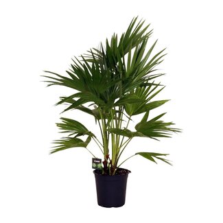 Koning Bamboe Livistona Chinensis kamerplant 100 cm