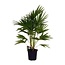 Livistona Chinensis houseplant 100 cm pot size 24 cm