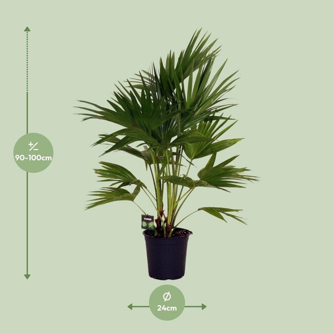 Livistona Chinensis houseplant 100 cm pot size 24 cm