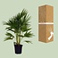 Livistona Chinensis houseplant 100 cm pot size 24 cm