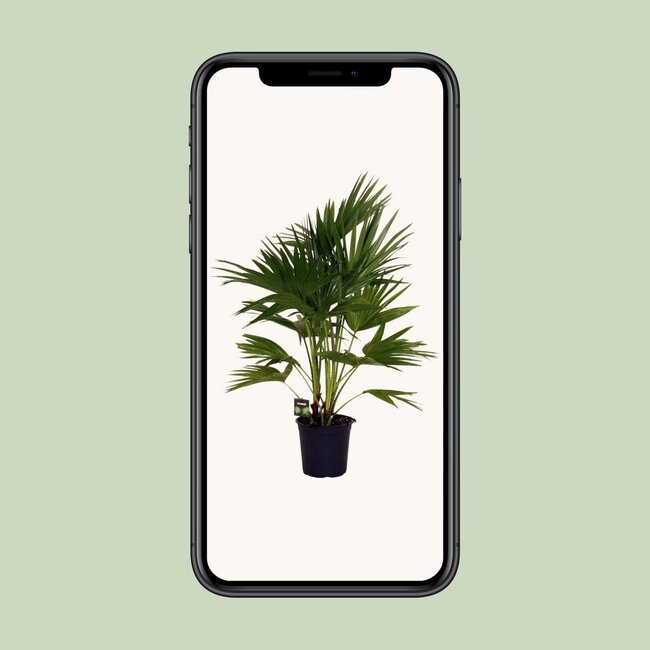 Livistona Chinensis houseplant 100 cm pot size 24 cm