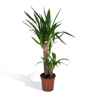 Koning Bamboe Yucca Elephantipes houseplant 85 cm
