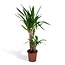 Yucca Elephantipes kamerplant 85 cm potmaat 17 cm