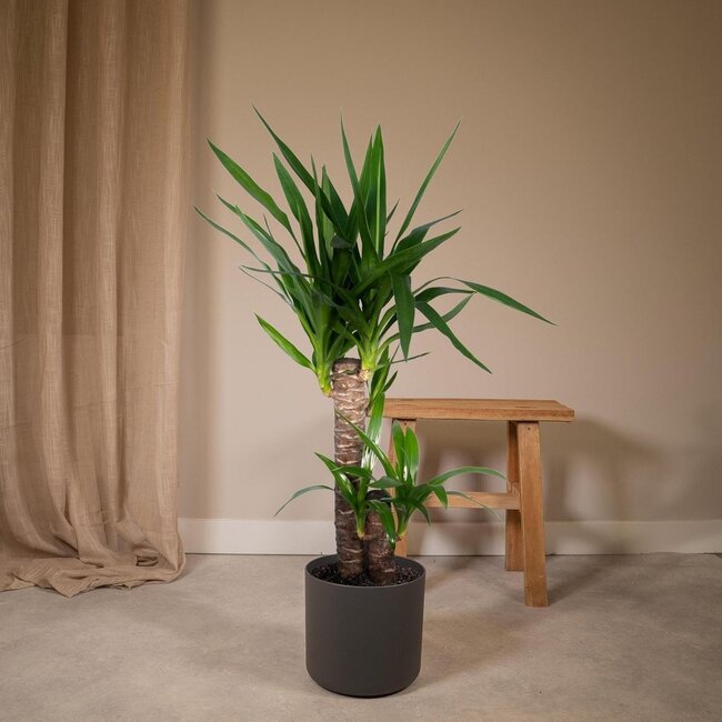 Yucca Elephantipes kamerplant 85 cm potmaat 17 cm
