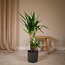 Yucca Elephantipes kamerplant 85 cm potmaat 17 cm