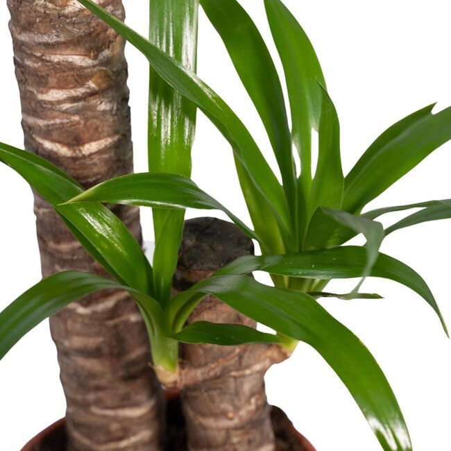 Yucca Elephantipes kamerplant 85 cm potmaat 17 cm