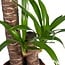 Yucca Elephantipes Zimmerpflanze 85 cm Topfmaß 17 cm