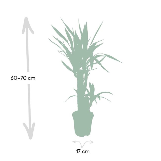 Yucca Elephantipes houseplant 85 cm pot size 17 cm