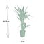 Yucca Elephantipes houseplant 85 cm pot size 17 cm