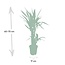 Yucca Elephantipes Zimmerpflanze 85 cm Topfmaß 17 cm