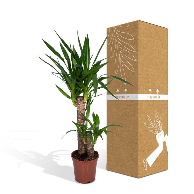 Yucca Elephantipes Zimmerpflanze 85 cm Topfmaß 17 cm