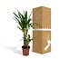 Yucca Elephantipes houseplant 85 cm pot size 17 cm