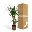 Yucca Elephantipes Zimmerpflanze 85 cm Topfmaß 17 cm