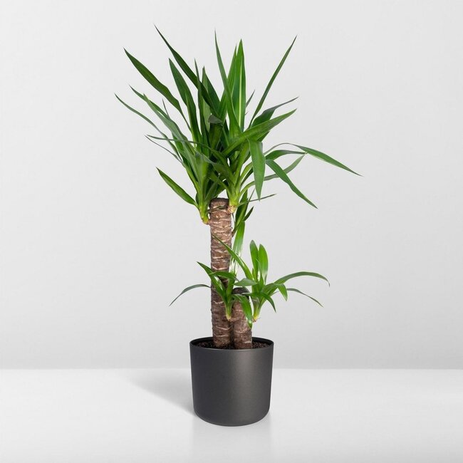 Yucca Elephantipes kamerplant 85 cm potmaat 17 cm