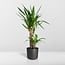 Yucca Elephantipes houseplant 85 cm pot size 17 cm