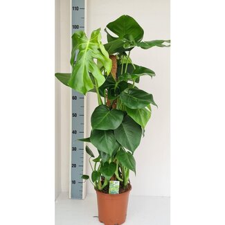 Koning Bamboe Monstera Mosstok houseplant 80 cm