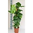 Monstera Mosstok kamerplant 80 cm potmaat 19 cm