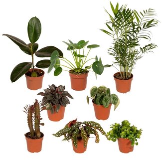 Koning Bamboe Buitenbeentjesbox plantenset 8 stuks 30 cm