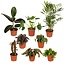 Buitenbeentjesbox plantenset 8 stuks 30 cm potmaat 12 cm
