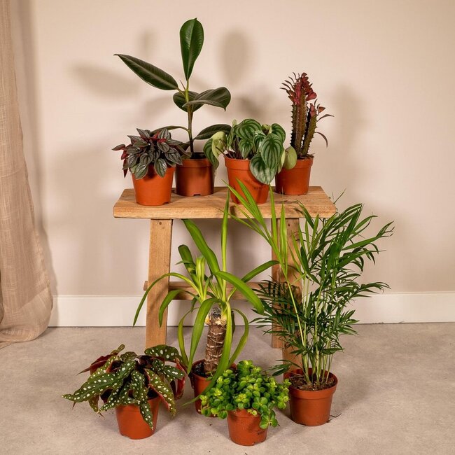 Buitenbeentjesbox plantenset 8 stuks 30 cm potmaat 12 cm
